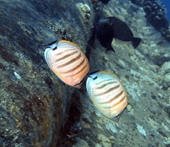 Chaetodon multicinctus
