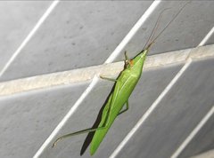 Euconocephalus nasutus