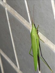 Euconocephalus nasutus