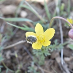 Tropinota hirta hirtiformis