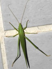 Euconocephalus nasutus