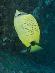 Chaetodon miliaris