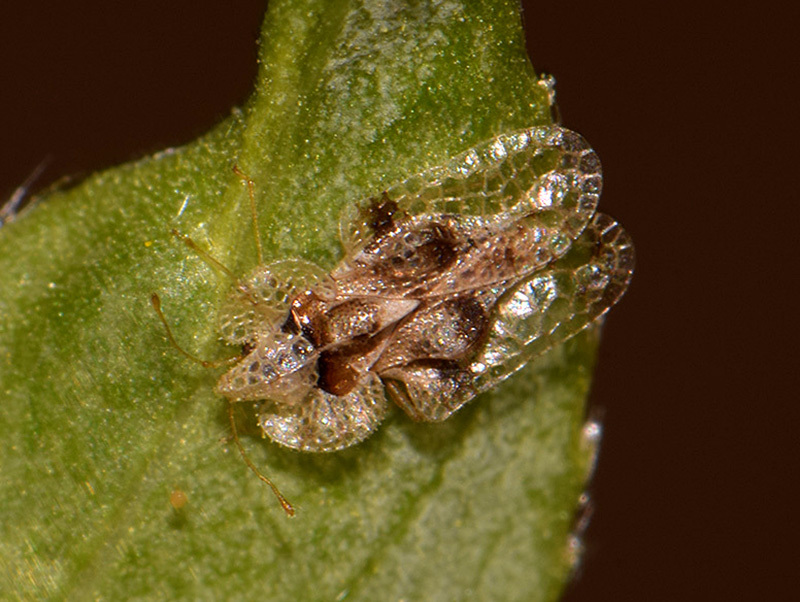 oak lace bug, photo 1 of 9
