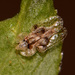 Corythucha arcuata - Photo (c) Ivan Pancic,  זכויות יוצרים חלקיות (CC BY-NC), הועלה על ידי Ivan Pancic