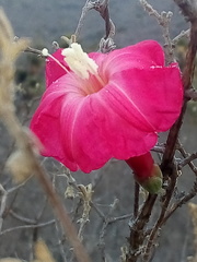 Ipomoea conzattii