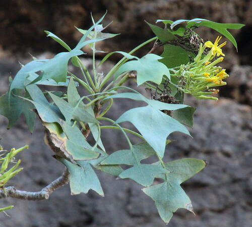 Sonchus pendulus