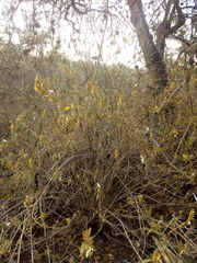 Tetramerium glandulosum
