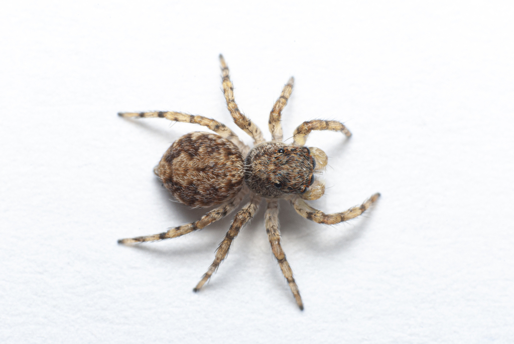 Marma nigritarsis