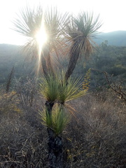 Beaucarnea