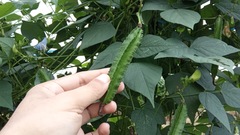 Psophocarpus tetragonolobus