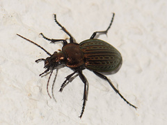 Carabus ulrichii