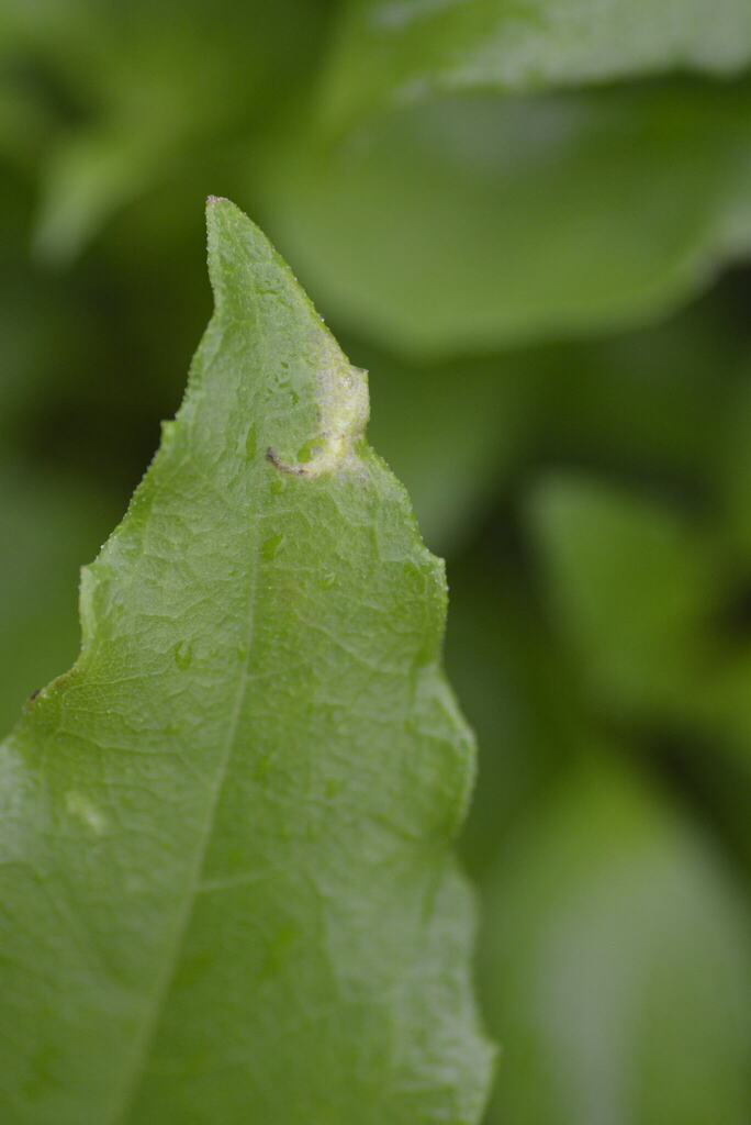 Astrotischeria helianthi