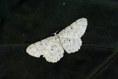 Catoria sublavaria