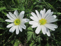 Anemonoides apennina