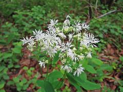 Thalictrum tuberiferum