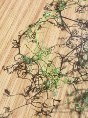 Asparagus declinatus