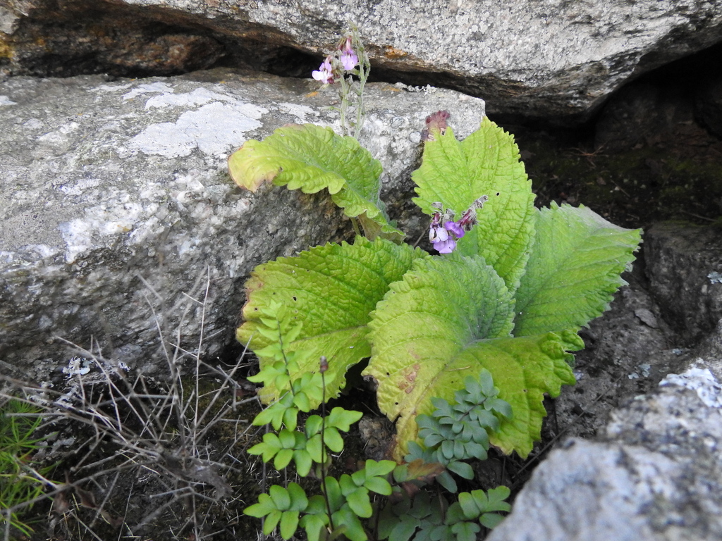 Streptocarpus pole-evansii; photograph (c) katuchka, some rights reserved (CC BY)