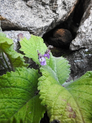 (c) katuchka, some rights reserved (CC BY) Streptocarpus pole-evansii, photograph (c) katuchka, some rights reserved (CC BY)