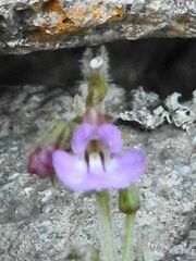 (c) katuchka, some rights reserved (CC BY) Streptocarpus pole-evansii, photograph (c) katuchka, some rights reserved (CC BY)