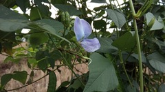 Psophocarpus tetragonolobus