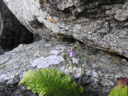 Streptocarpus pole-evansii, photograph 3