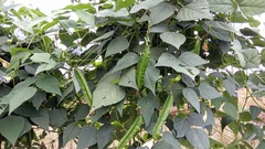 Psophocarpus tetragonolobus