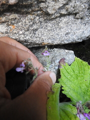 Streptocarpus pole-evansii, photograph (c) katuchka, some rights reserved (CC BY)