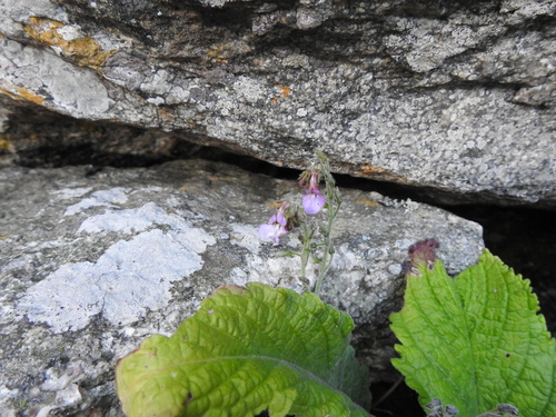 Streptocarpus pole-evansii, photograph 2