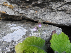 (c) katuchka, some rights reserved (CC BY) Streptocarpus pole-evansii, photograph (c) katuchka, some rights reserved (CC BY)