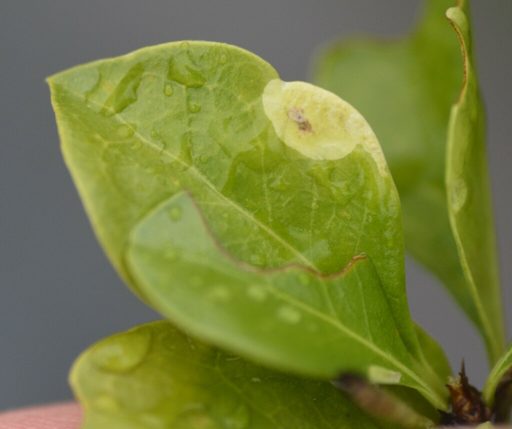 Neurolipa