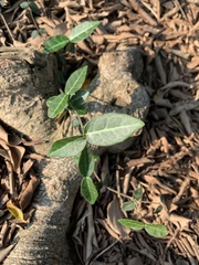 Trachelospermum