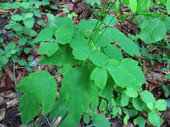 Thalictrum tuberiferum