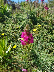 Antirrhinum majus