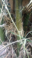 Bambusa stenostachya