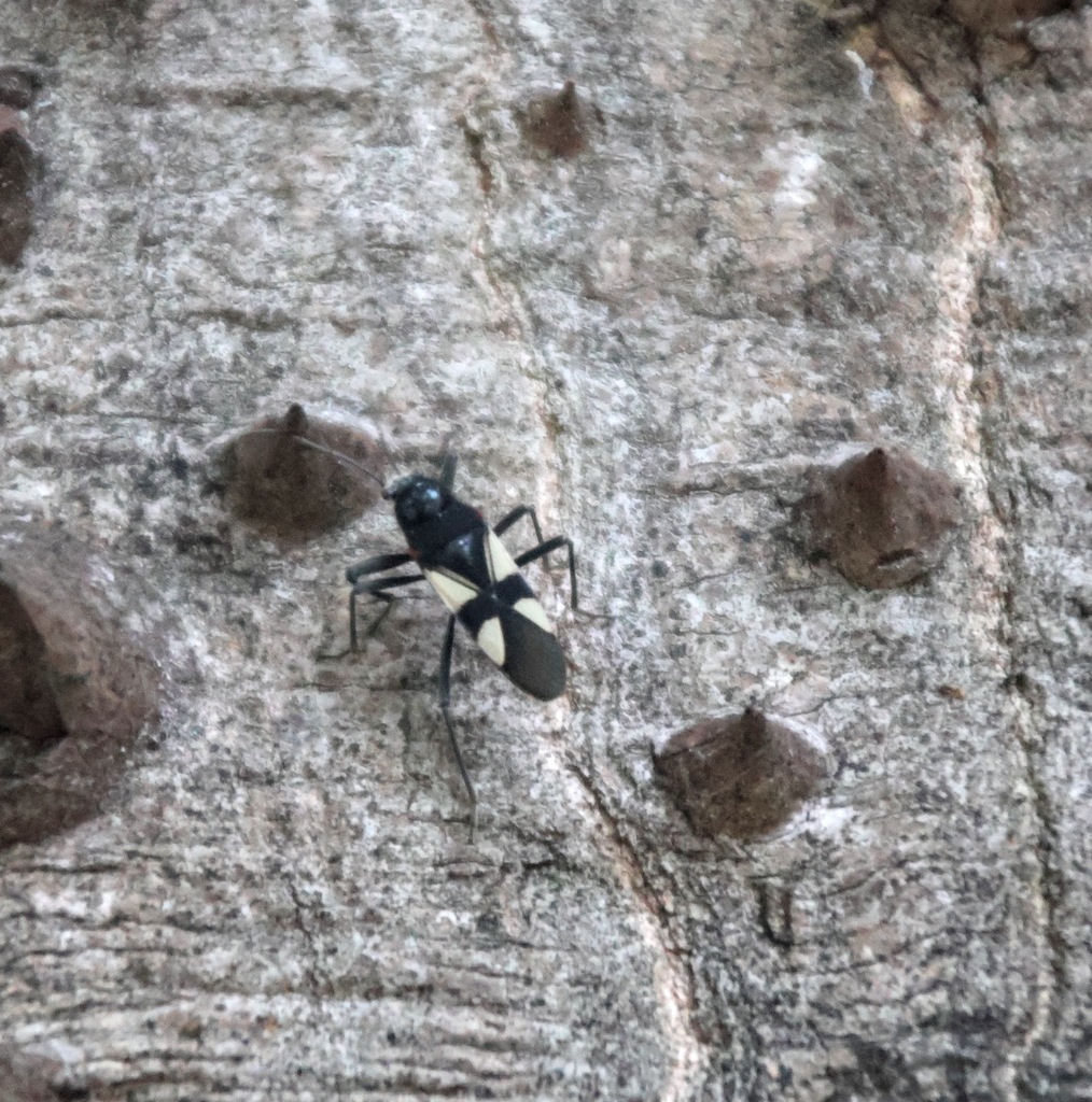 Fibrenus gibbicollis
