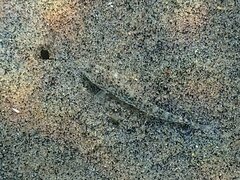 Cheekspot Goby photo 4