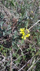 Erysimum cuspidatum