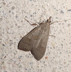 Mecyna asinalis