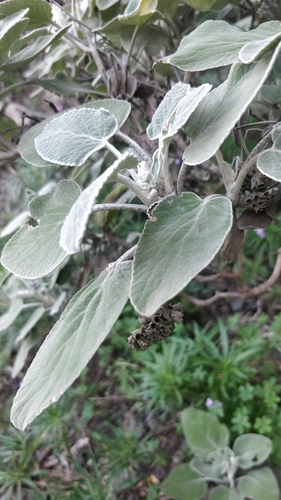 Sideritis cretica, photograph 6