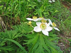 Anemonastrum