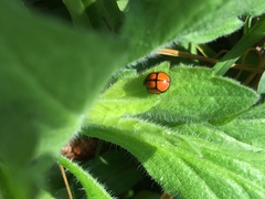 Oenopia sexareata