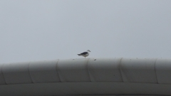 Larus fuscus