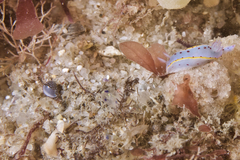 Cystiscus