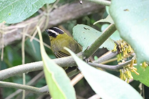Black-capped Hemispingus (Kleinothraupis atropileus), photo 8