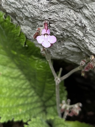 Streptocarpus pole-evansii, photograph 1