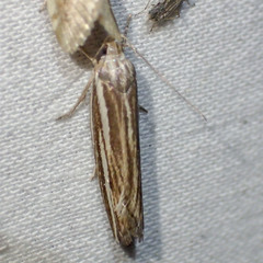 Catoryctis subnexella