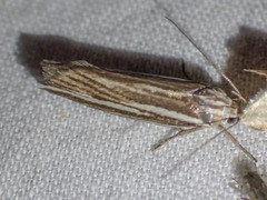 Catoryctis subnexella