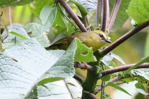 Citrine Warbler (Myiothlypis luteoviridis), photo 9