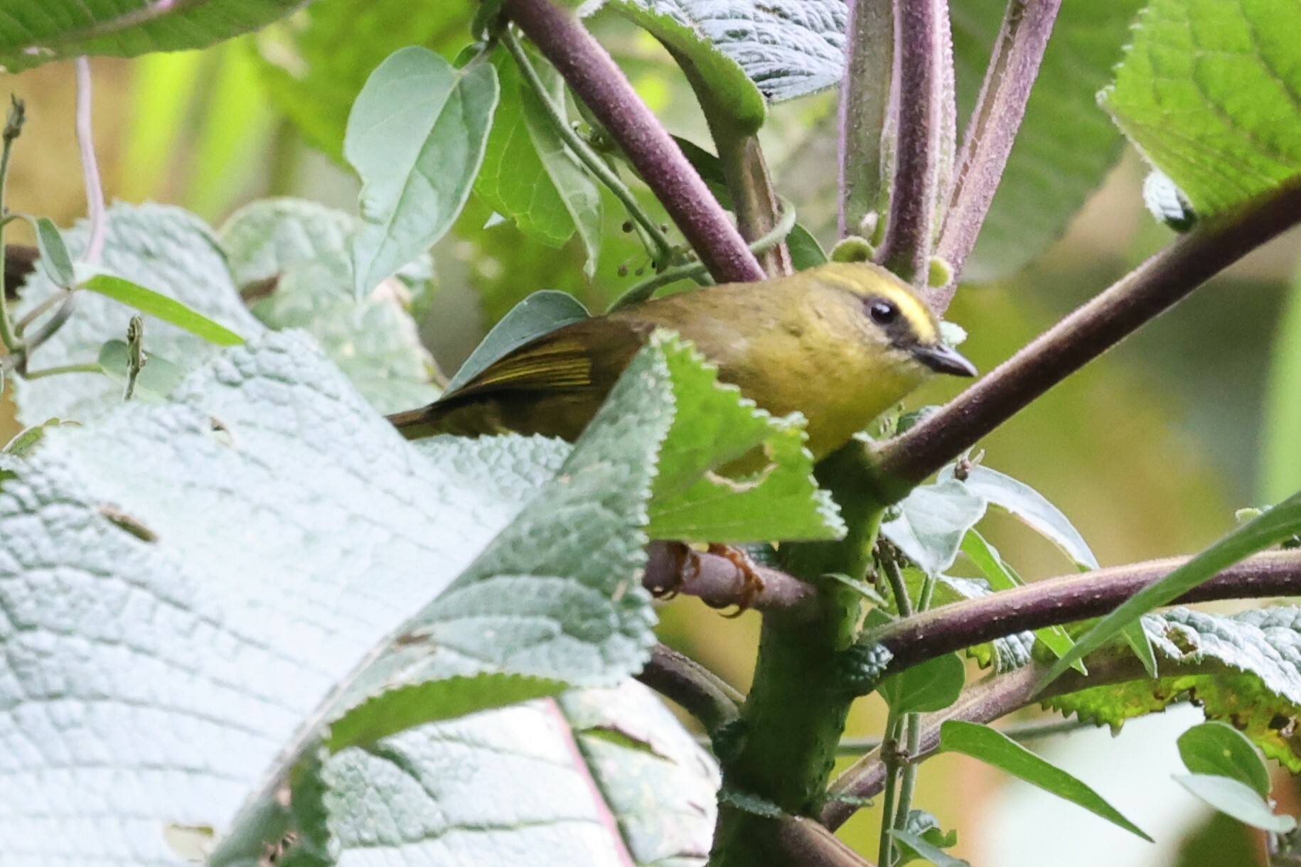 Citrine Warbler (Myiothlypis luteoviridis), photo 10