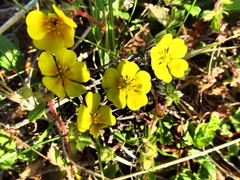 Potentilla stolonifera